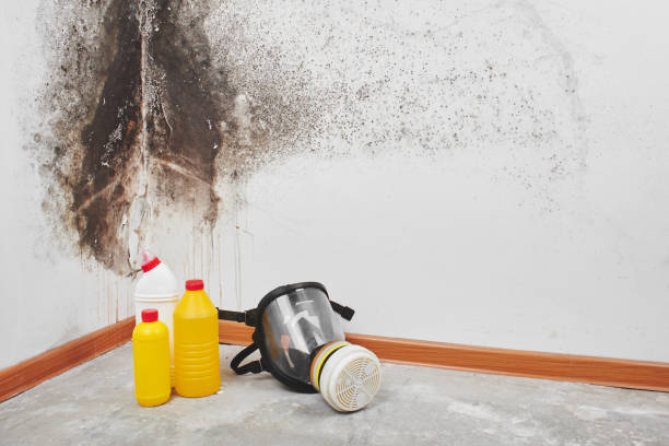 Mold Removal Process in Trumann, AR